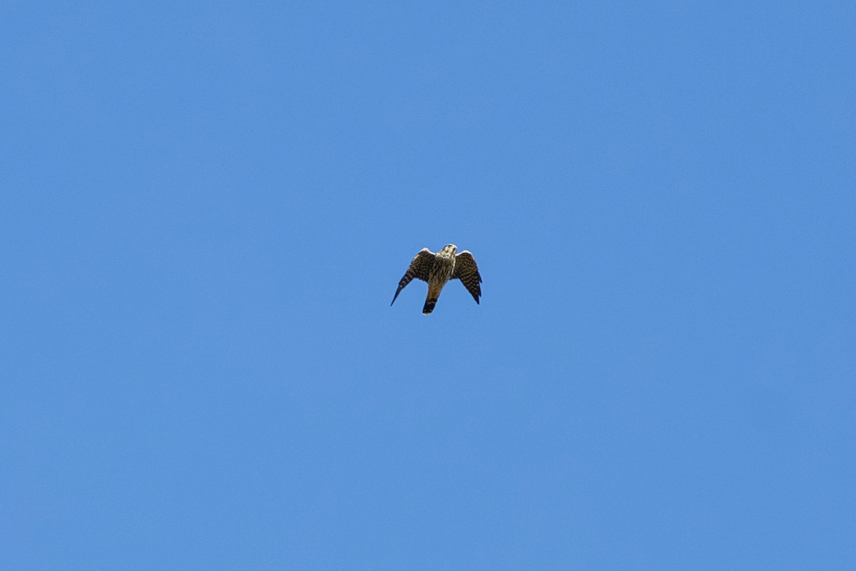 Merlin (Taiga) - ML643577848