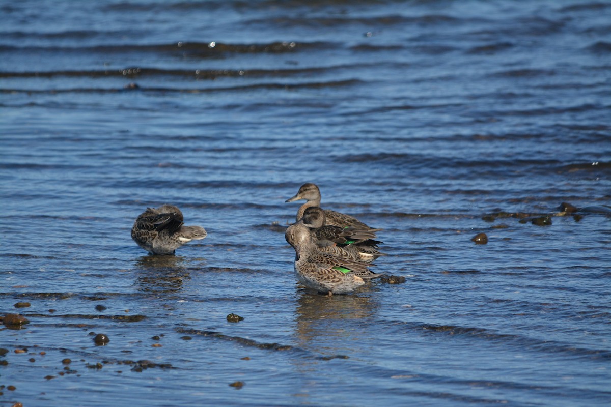 Green-winged Teal - ML643577854