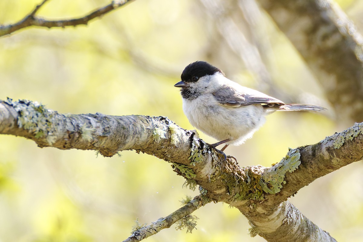 Kaskabeltz txikia - ML643577863