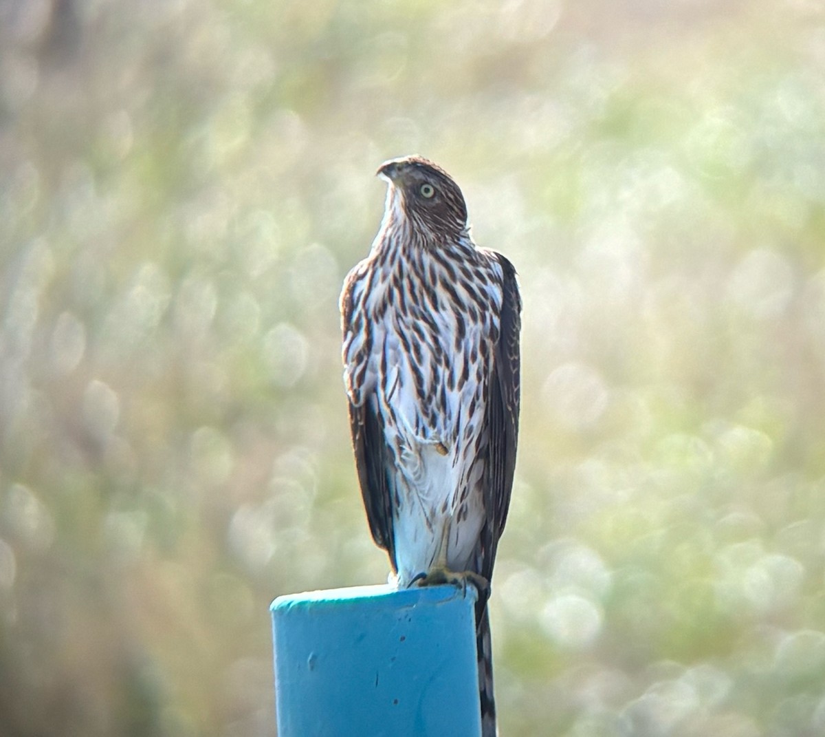 Cooper's Hawk - ML643577869