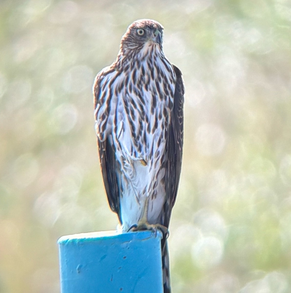 Cooper's Hawk - ML643577870