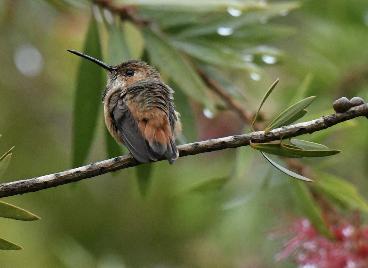 Allen's Hummingbird - ML643577874