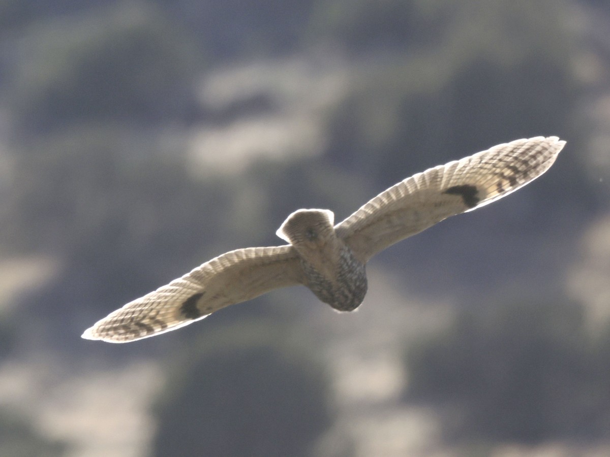 Long-eared Owl - ML643577881