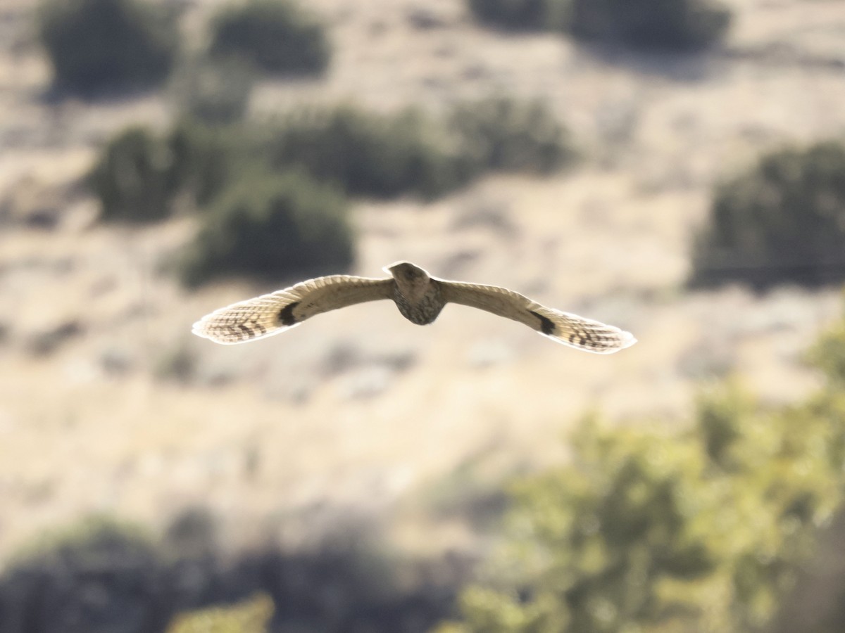 Long-eared Owl - ML643577882