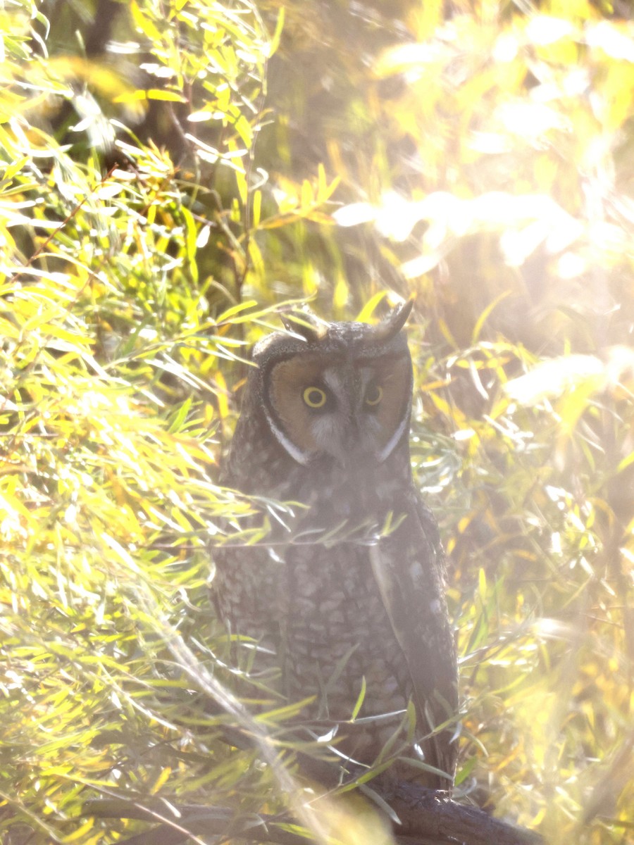 Long-eared Owl - ML643577883