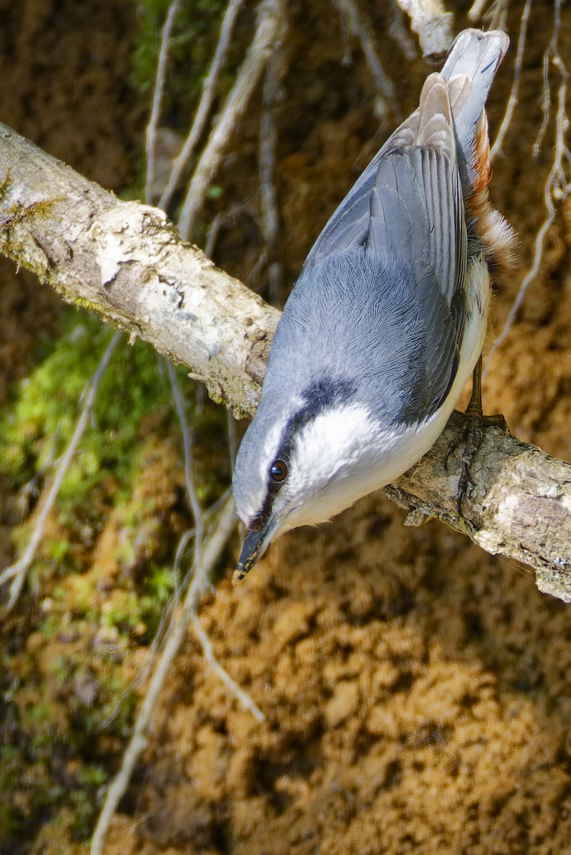 Garrapo eurasiarra - ML643577890
