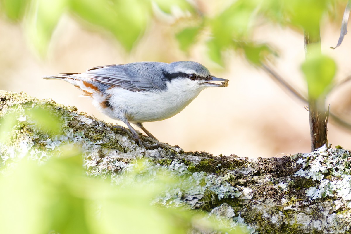 Garrapo eurasiarra - ML643577891