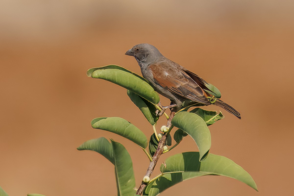 Parrot-billed Sparrow - John McAllister