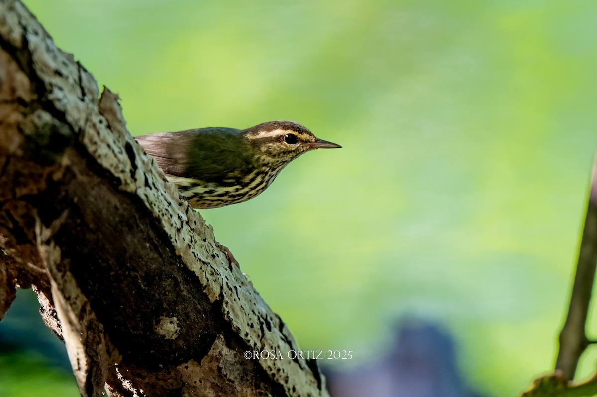 Northern Waterthrush - ML643577903