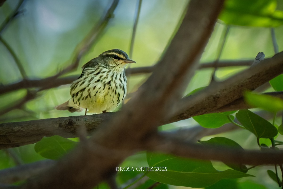 Northern Waterthrush - ML643577904