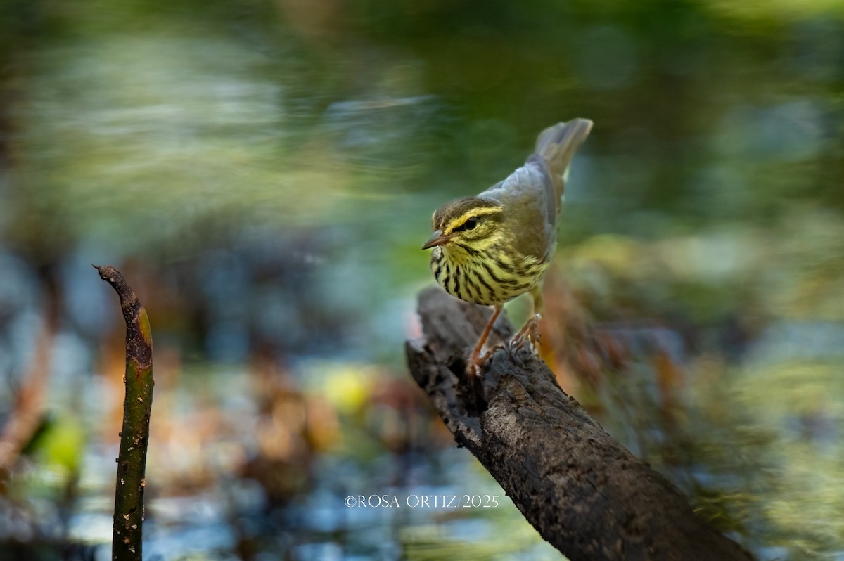 Northern Waterthrush - ML643577905