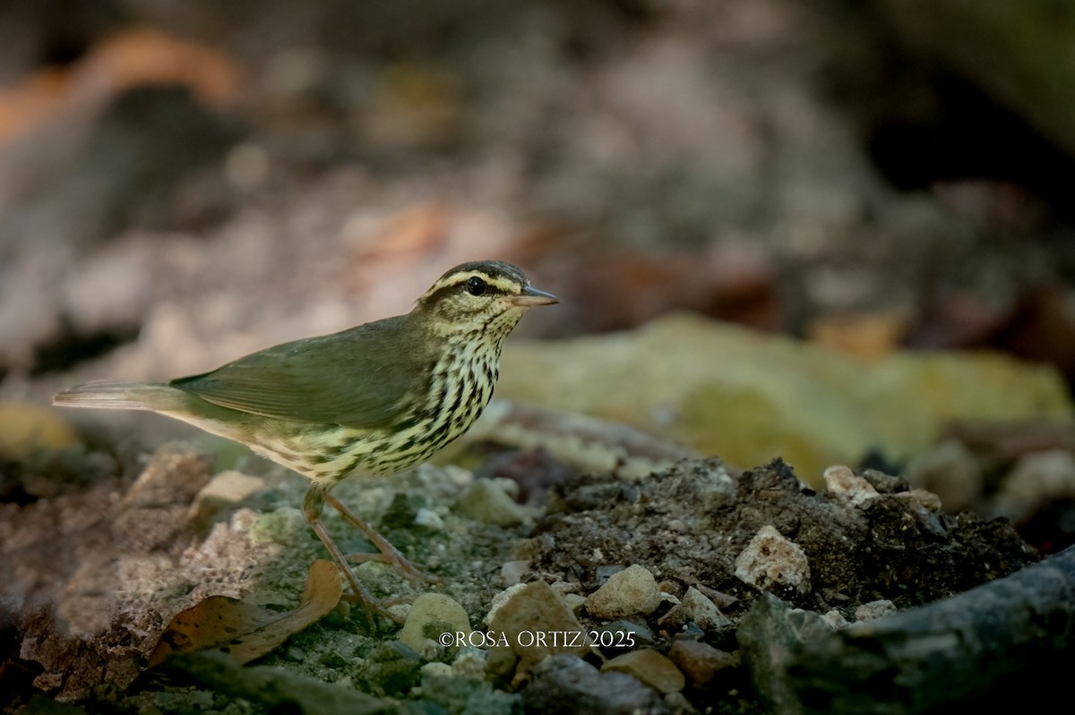 Northern Waterthrush - ML643577906