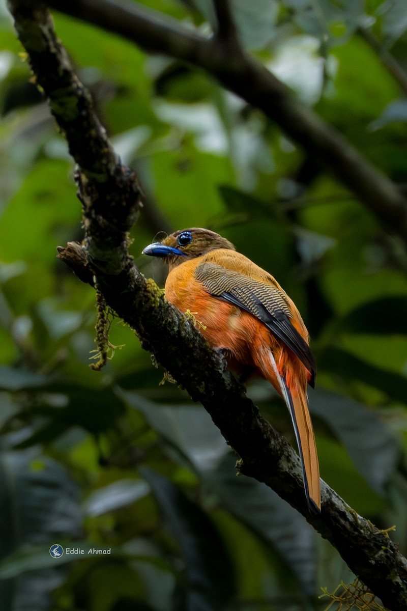 Scarlet-rumped Trogon - ML643577909