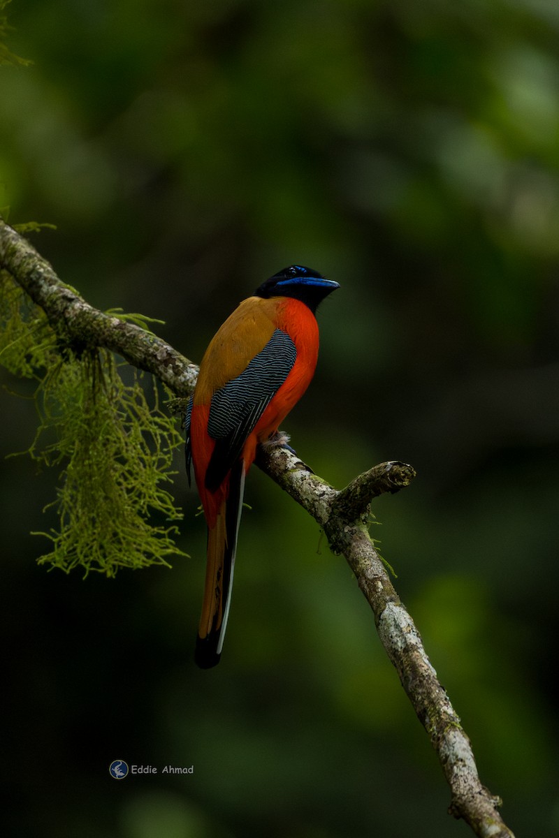 Scarlet-rumped Trogon - ML643577910