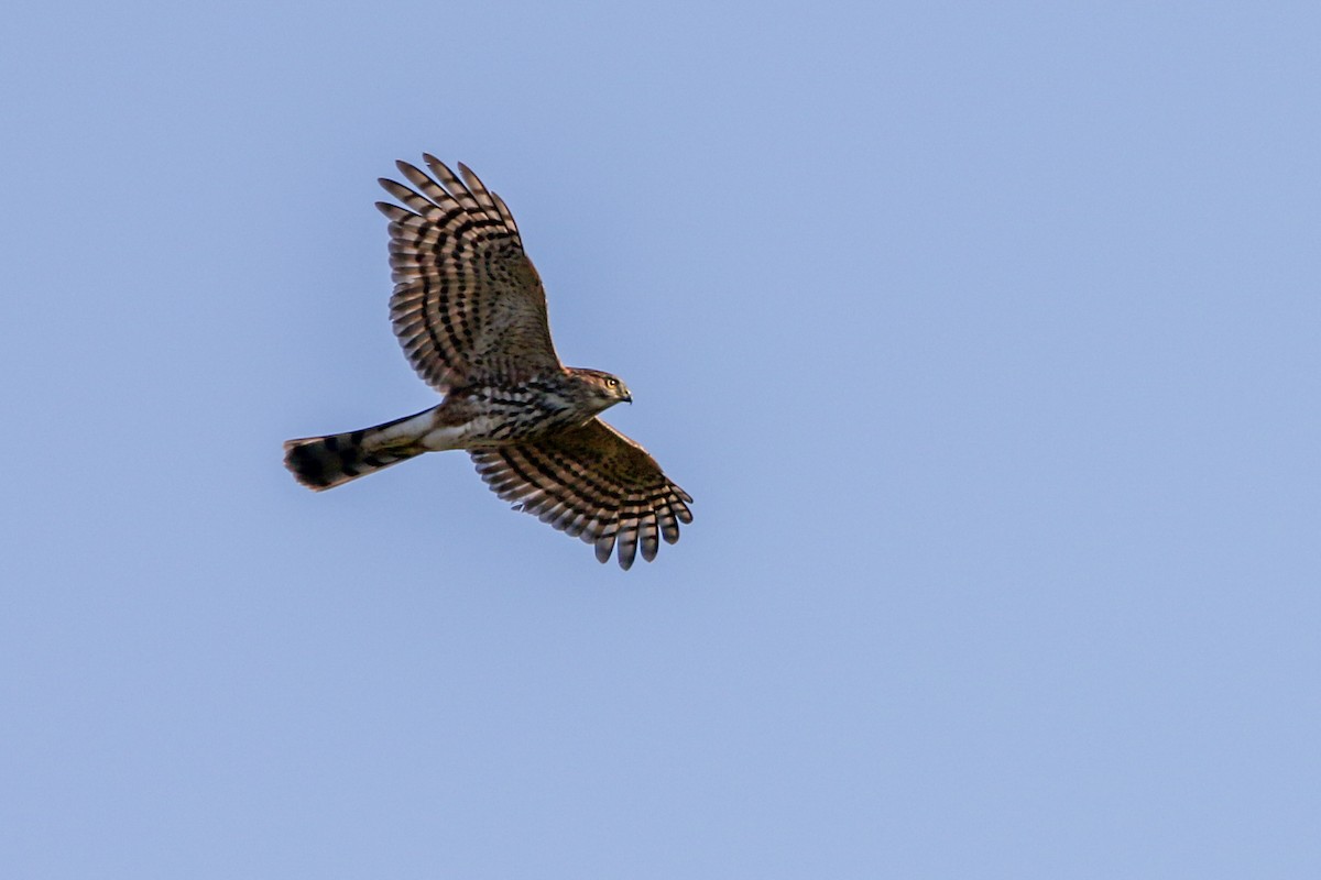 Cooper's Hawk - ML643577913