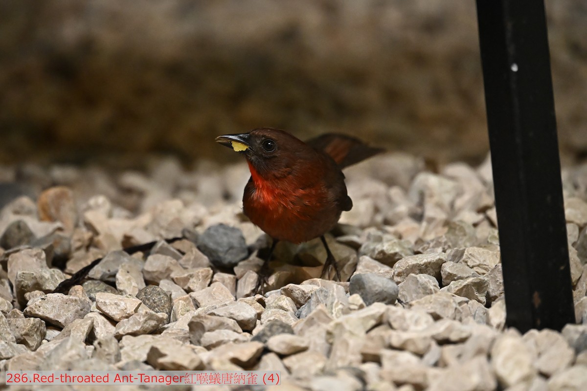 Red-throated Ant-Tanager - ML643577918