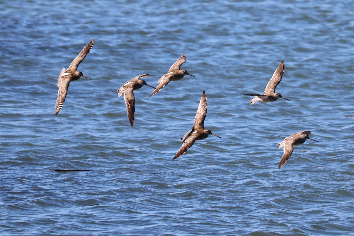 Хараалжин цууцил - ML643577921