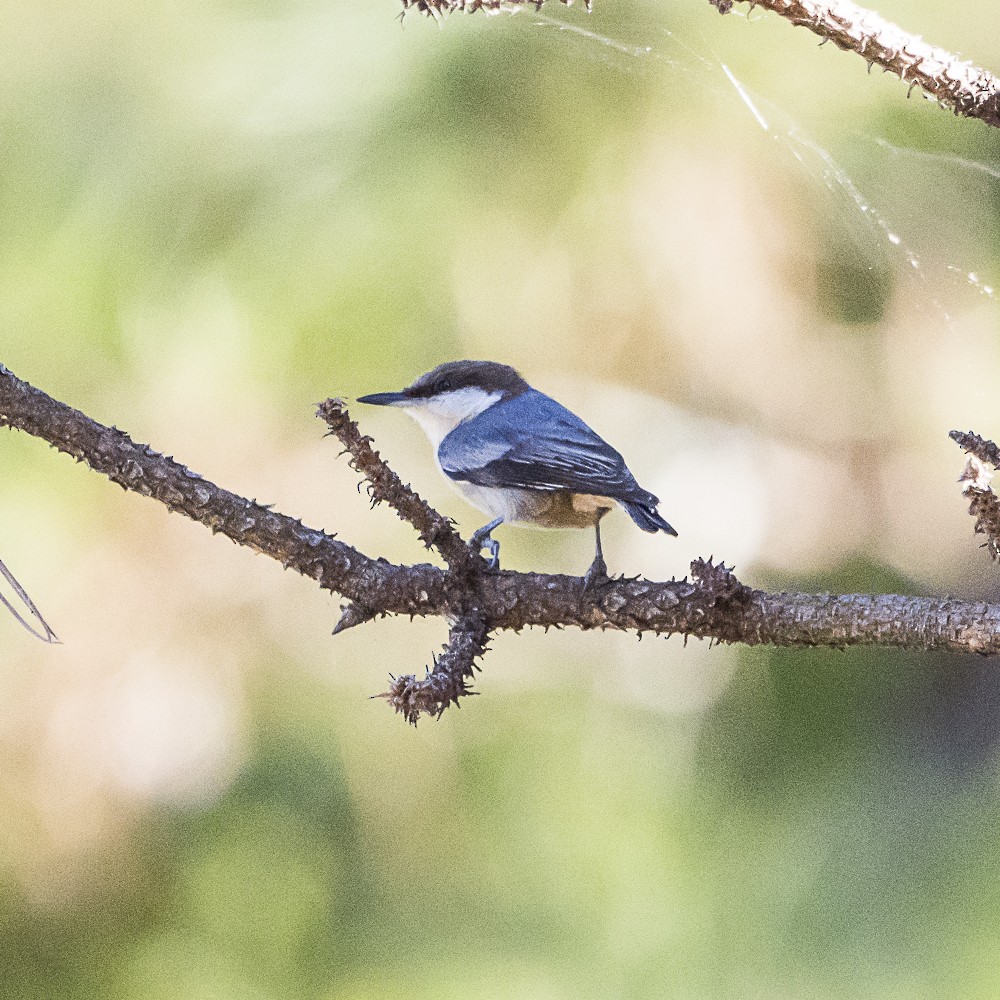 Brown-headed Nuthatch - ML643577930