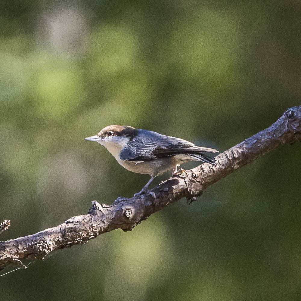 Brown-headed Nuthatch - ML643577931