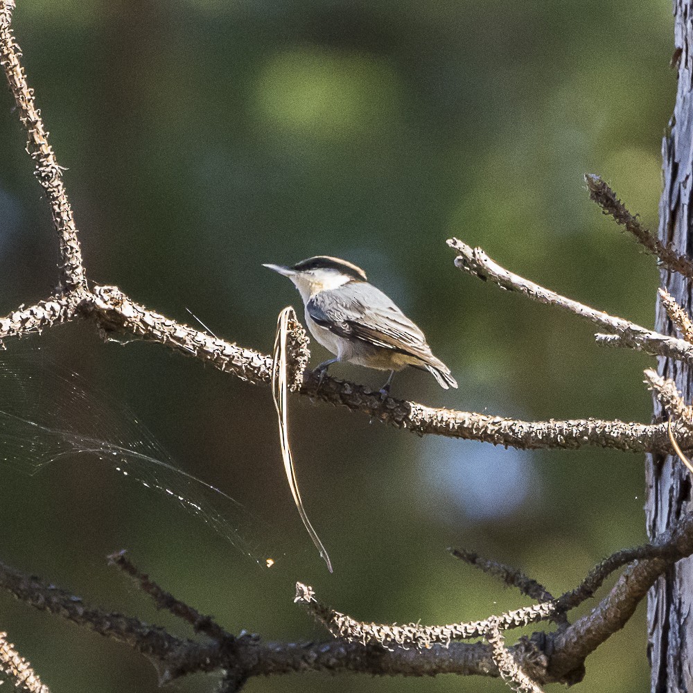 Brown-headed Nuthatch - ML643577932