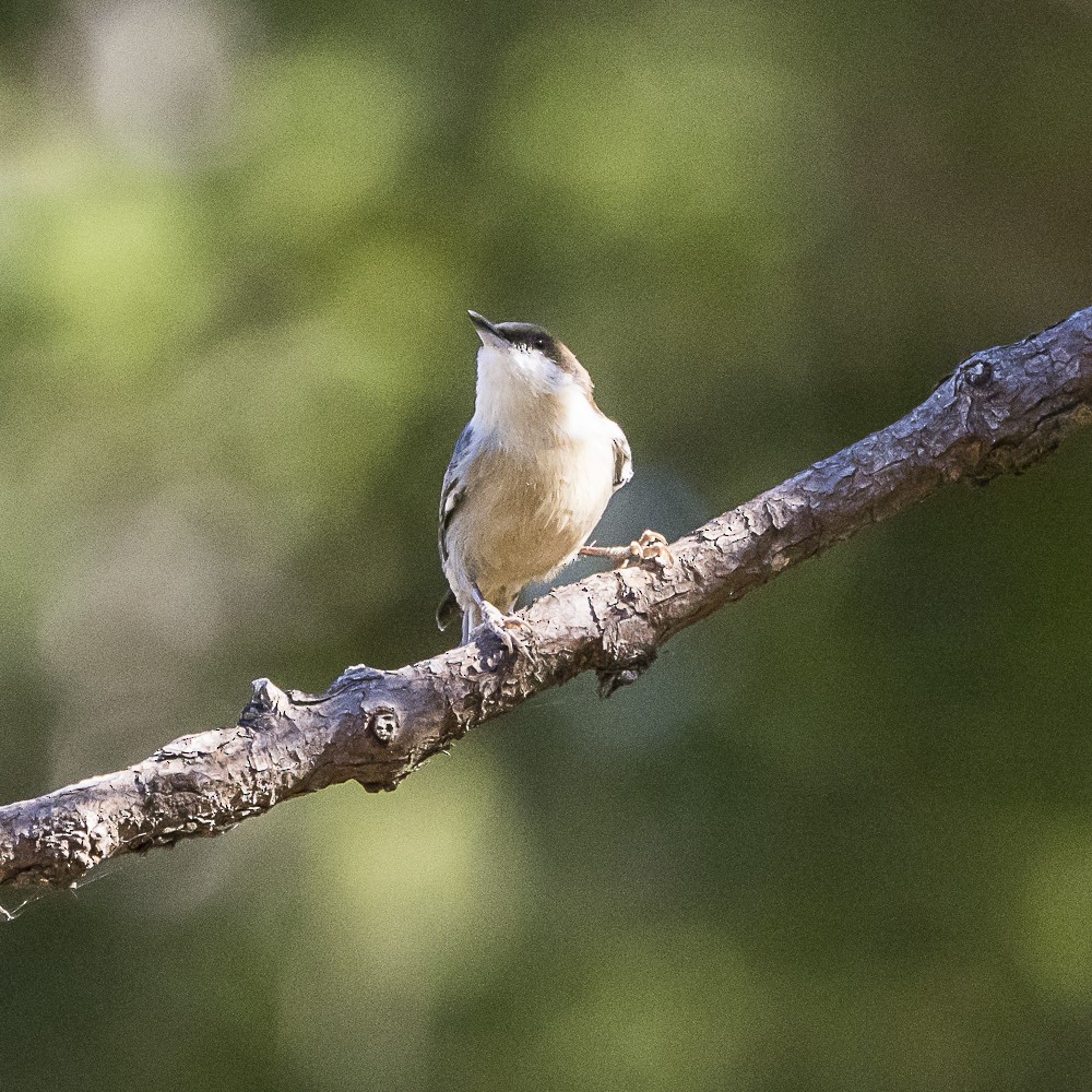 Brown-headed Nuthatch - ML643577933