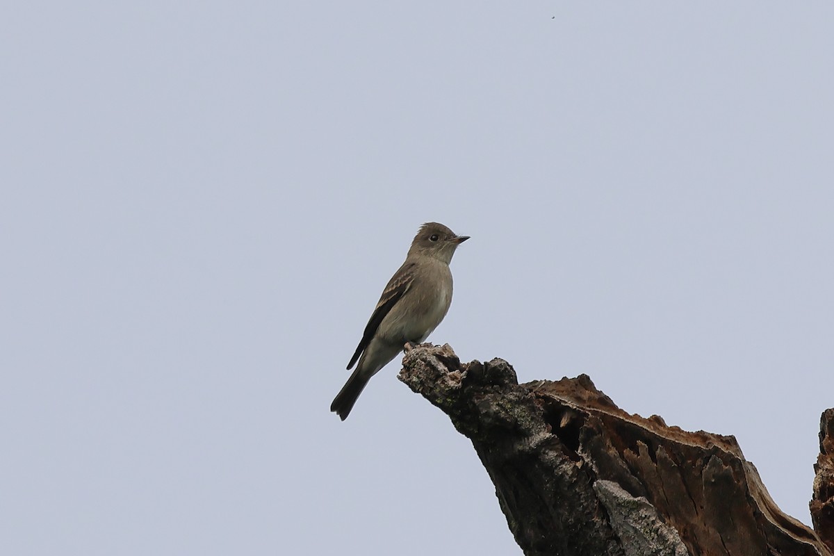 Western Wood-Pewee - ML643577936