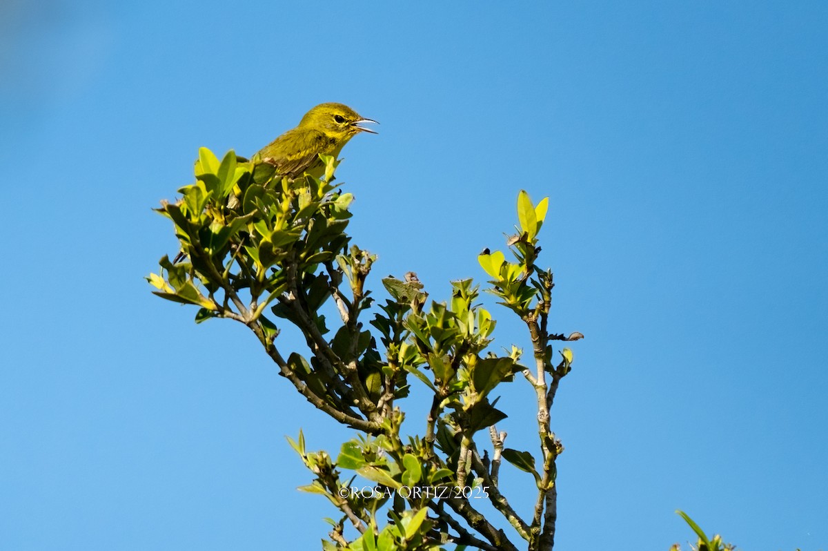 Prairie Warbler - ML643577939