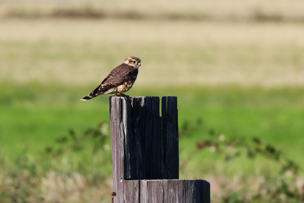 Merlin - ML643577964