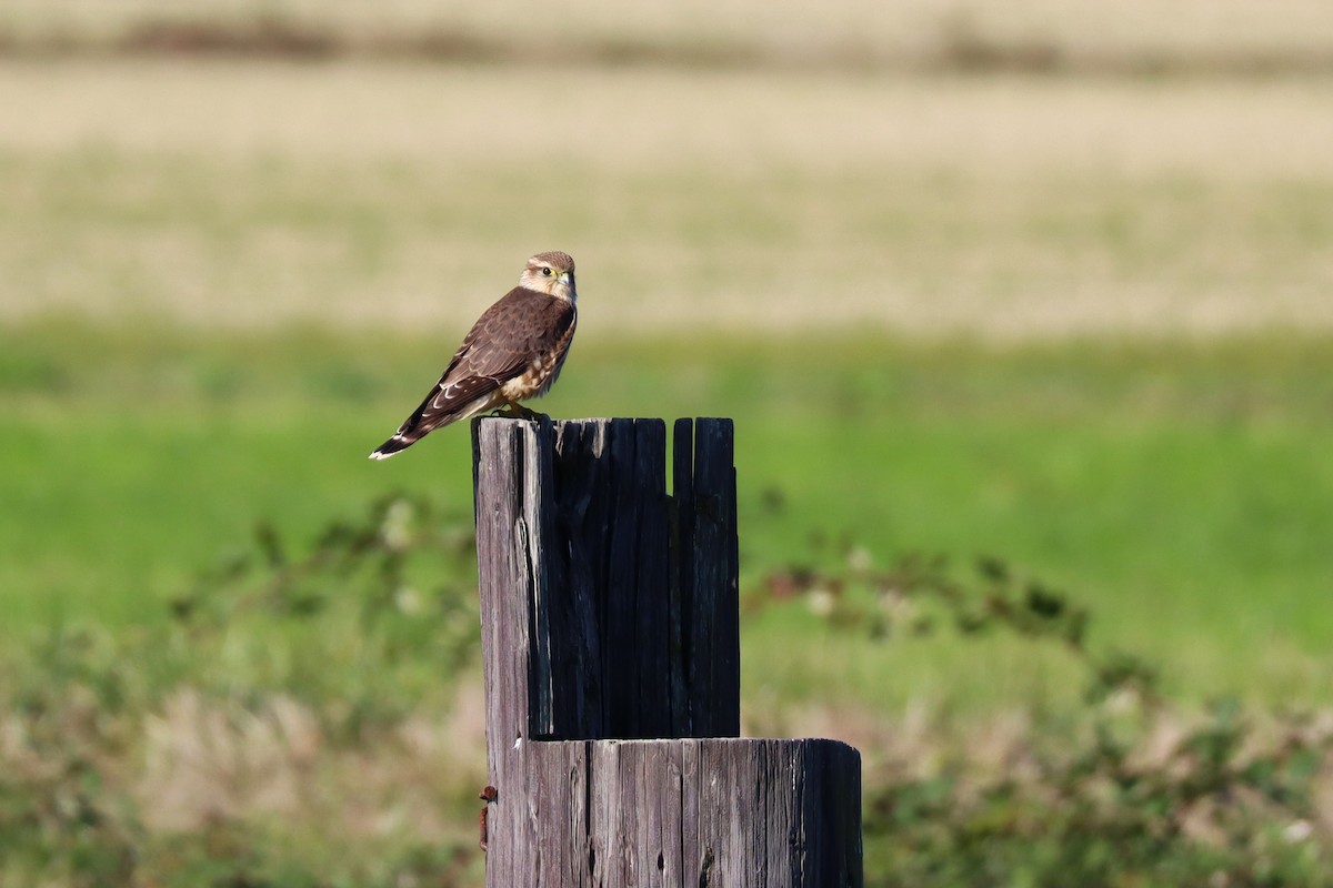 Merlin - ML643577965