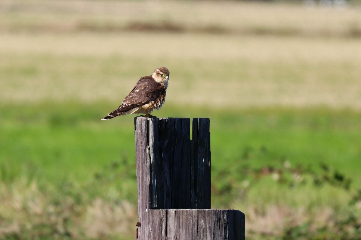 Merlin - ML643577966