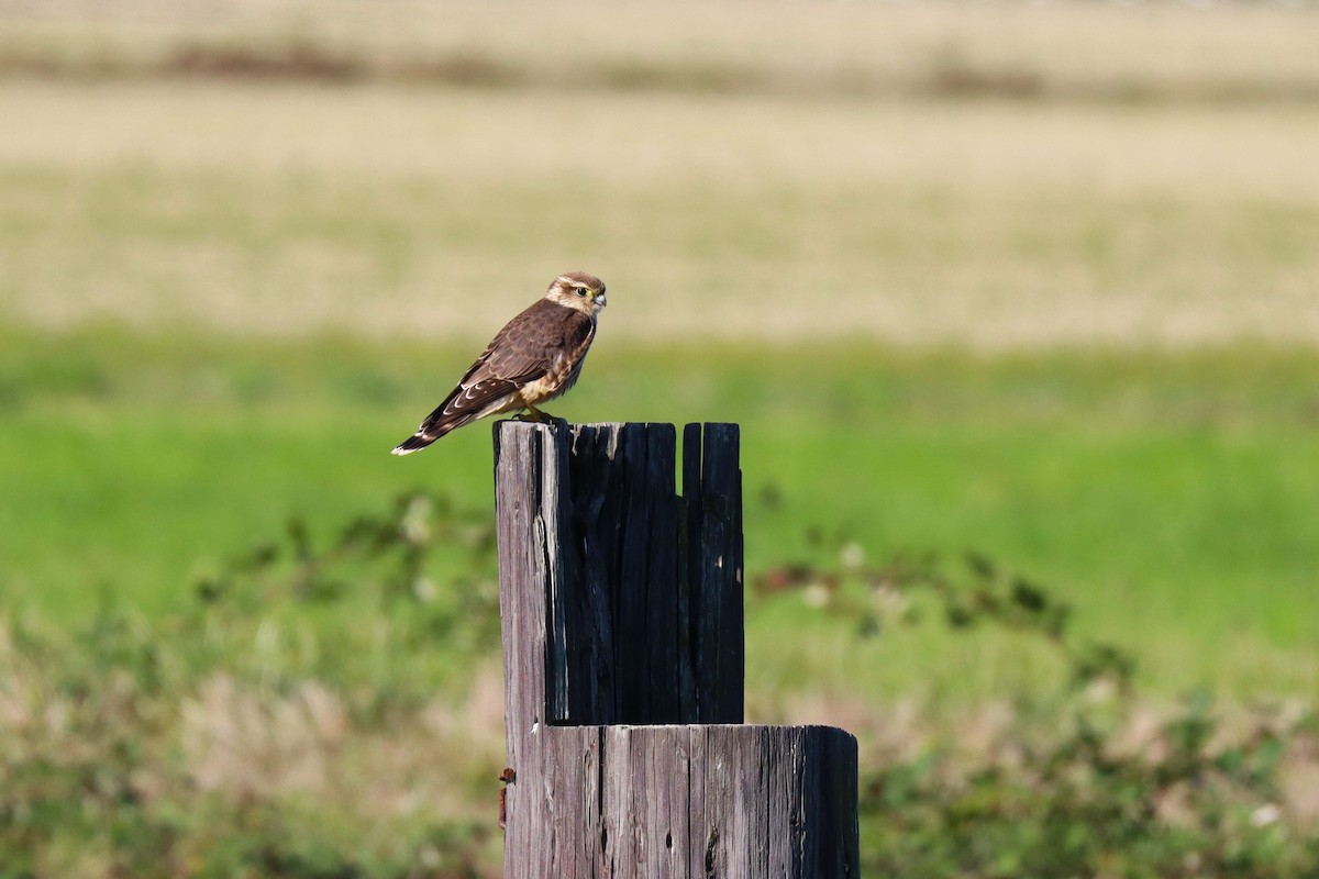 Merlin - ML643577967