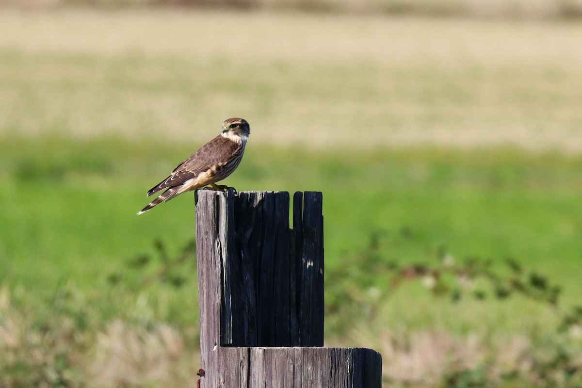 Merlin - ML643577968