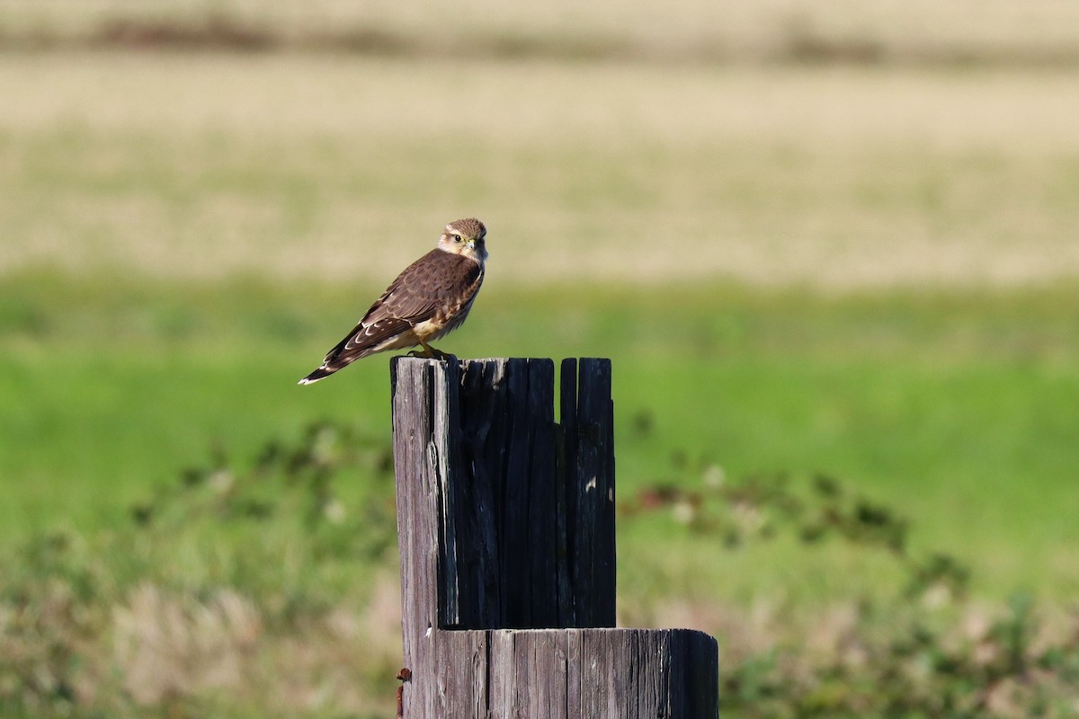 Merlin - ML643577969