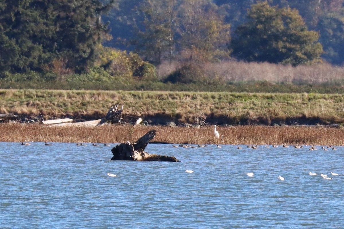 Great Egret - ML643577974