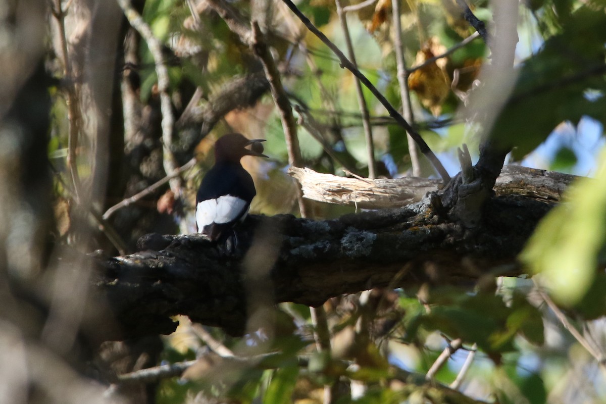 Red-headed Woodpecker - ML643577984