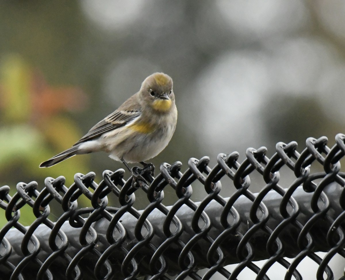 Yellow-rumped Warbler - ML643578002