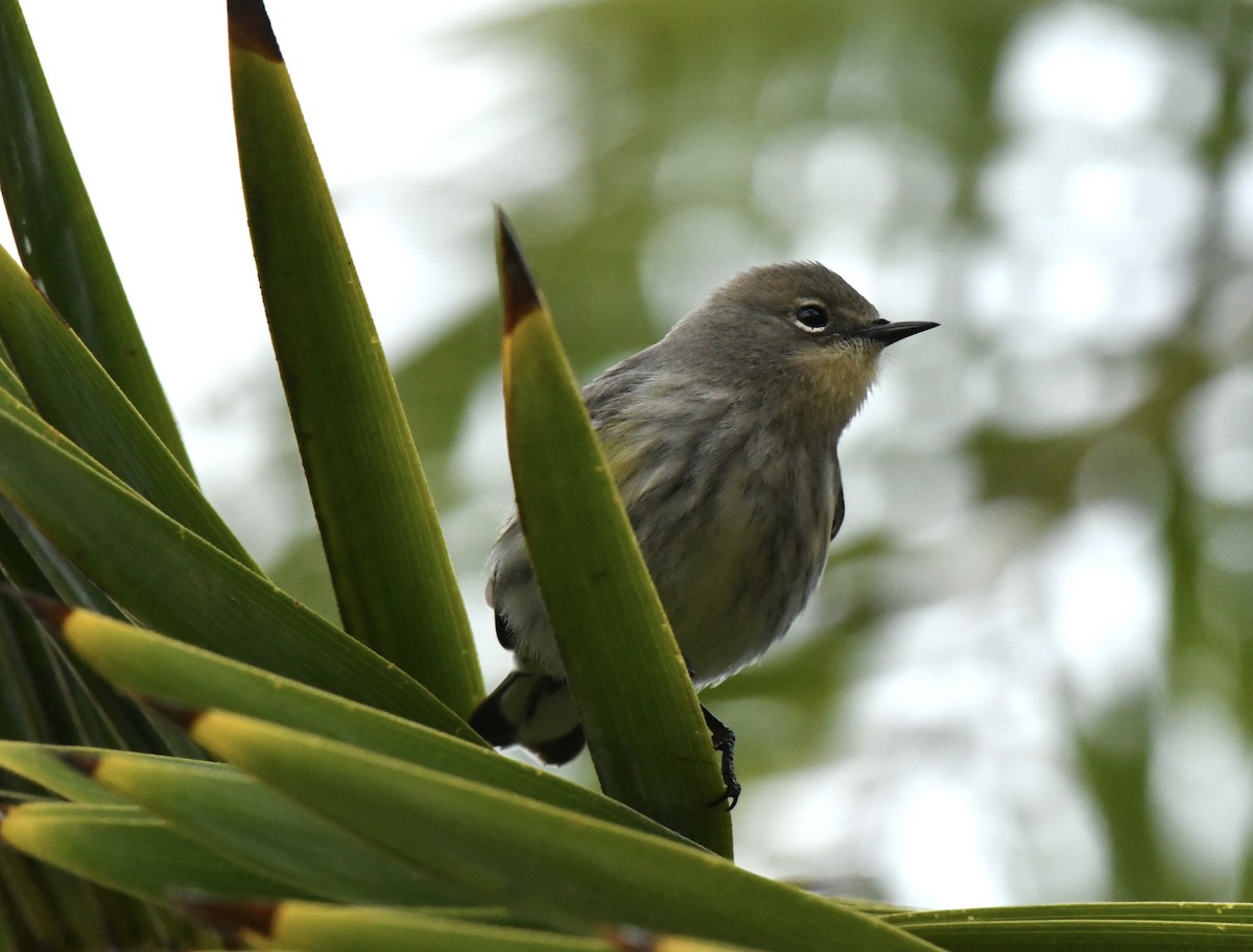 Yellow-rumped Warbler - ML643578003