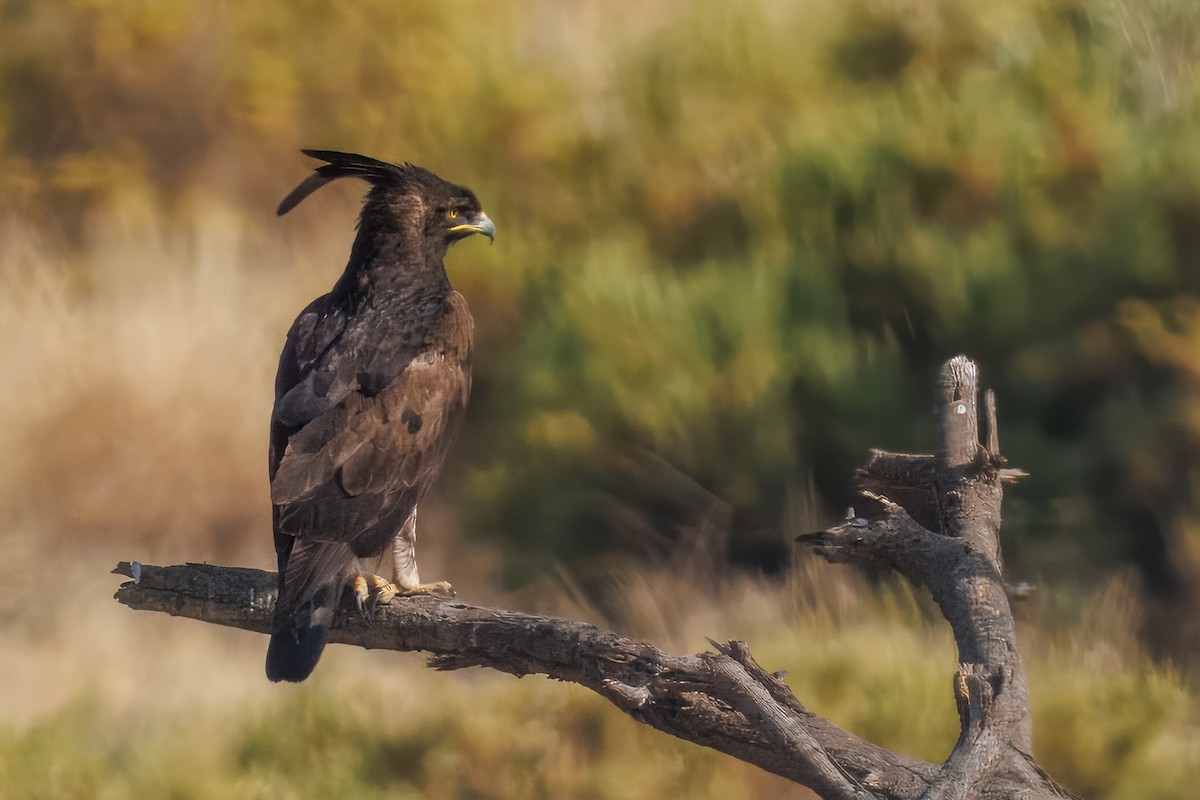 Long-crested Eagle - ML643578009