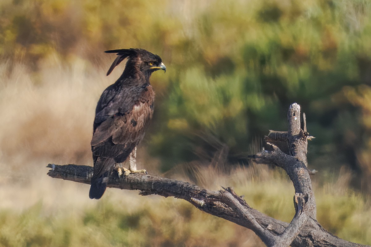 Long-crested Eagle - ML643578010