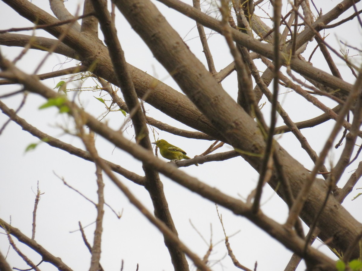 Common Iora - ML643578014