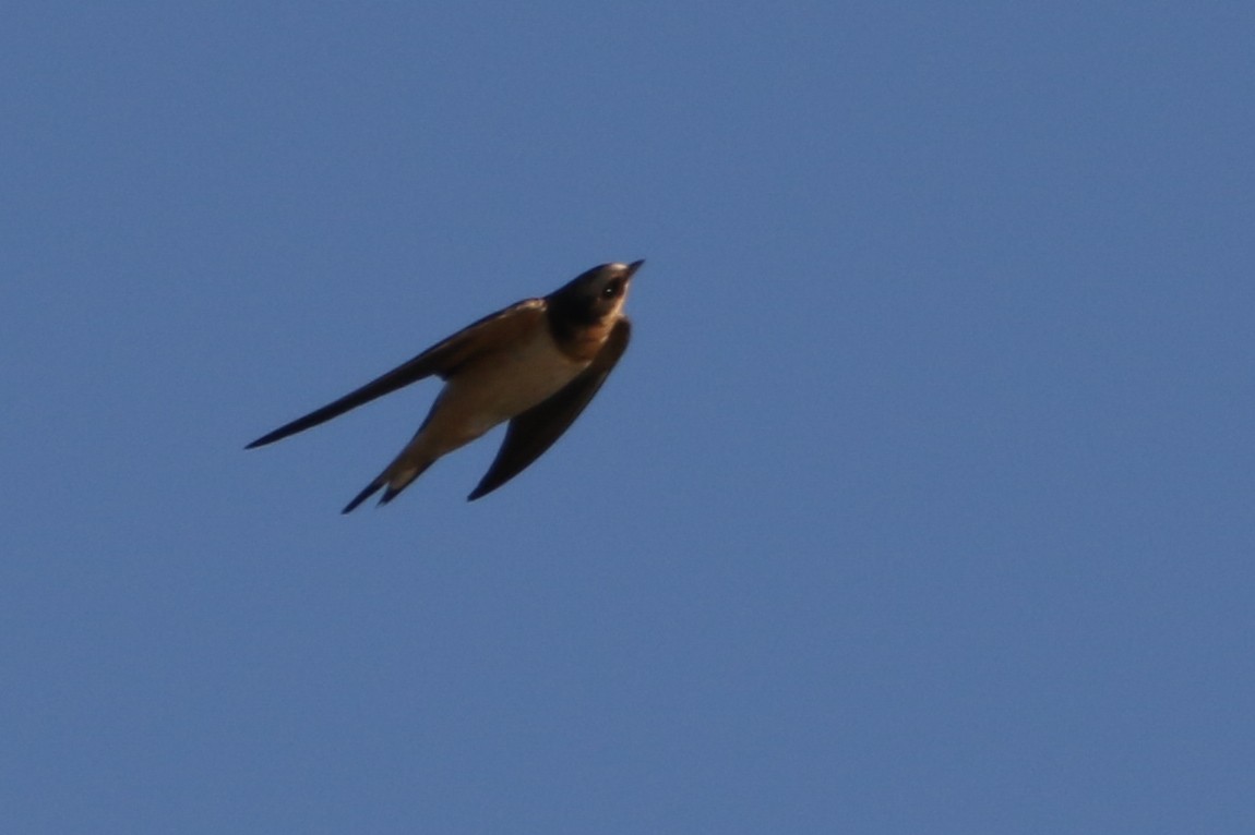 Barn Swallow - ML643578020