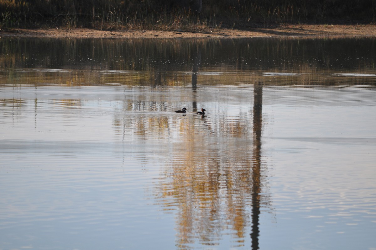 Hooded Merganser - ML643578037