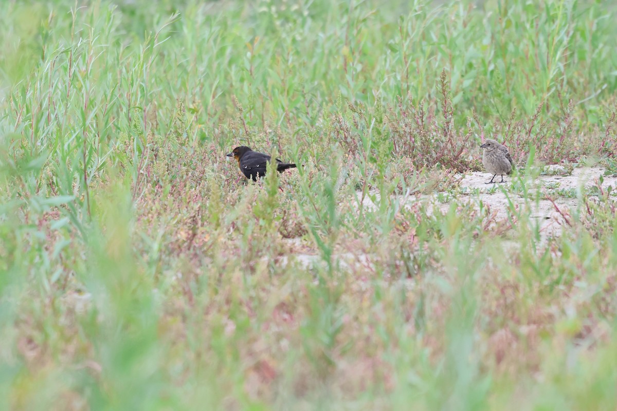 コウウチョウ - ML643578038