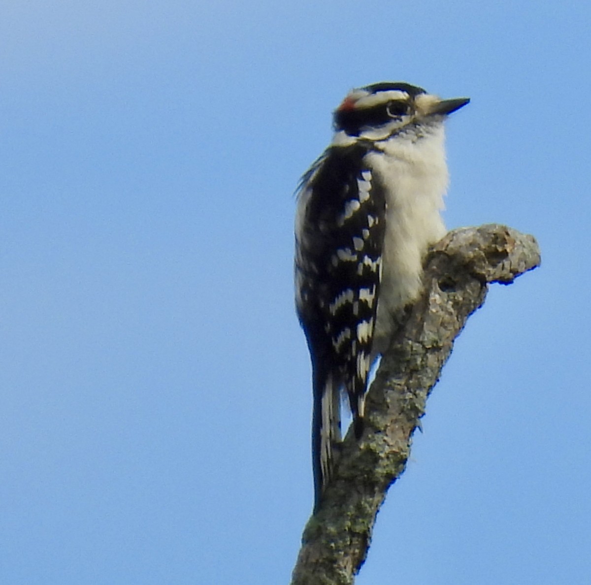 Downy Woodpecker - ML643578053