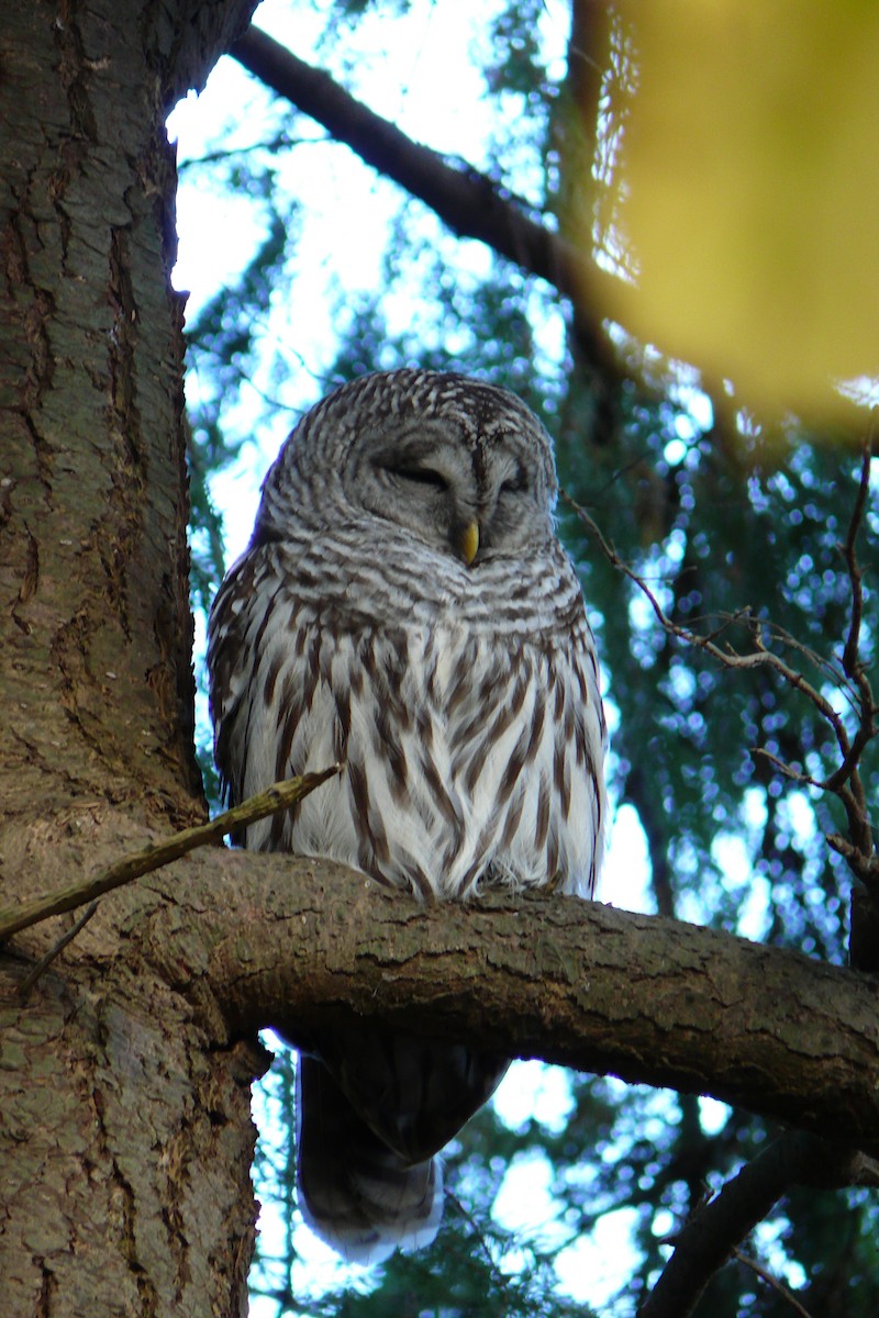 Barred Owl - ML643578062