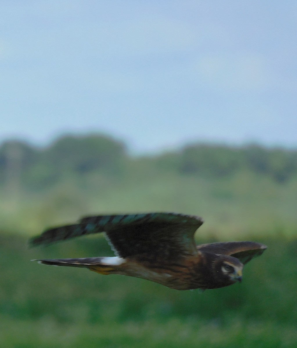 Northern Harrier - ML643578063