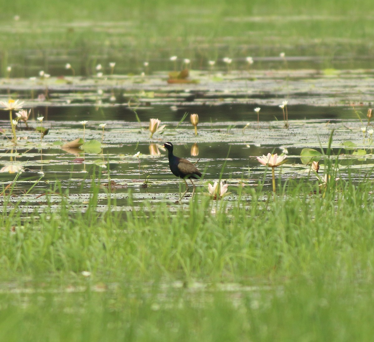 Bronze-winged Jacana - ML643578083