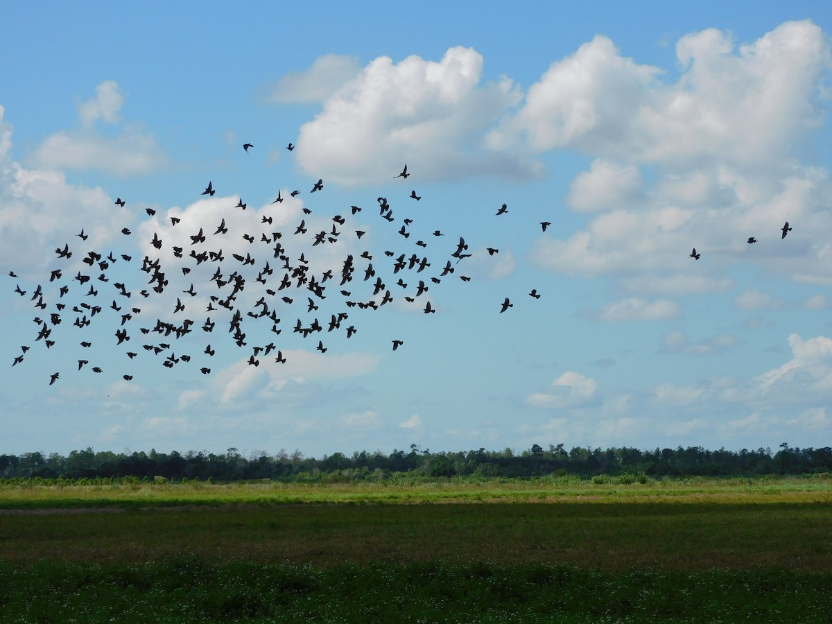 Red-winged Blackbird - ML643578084