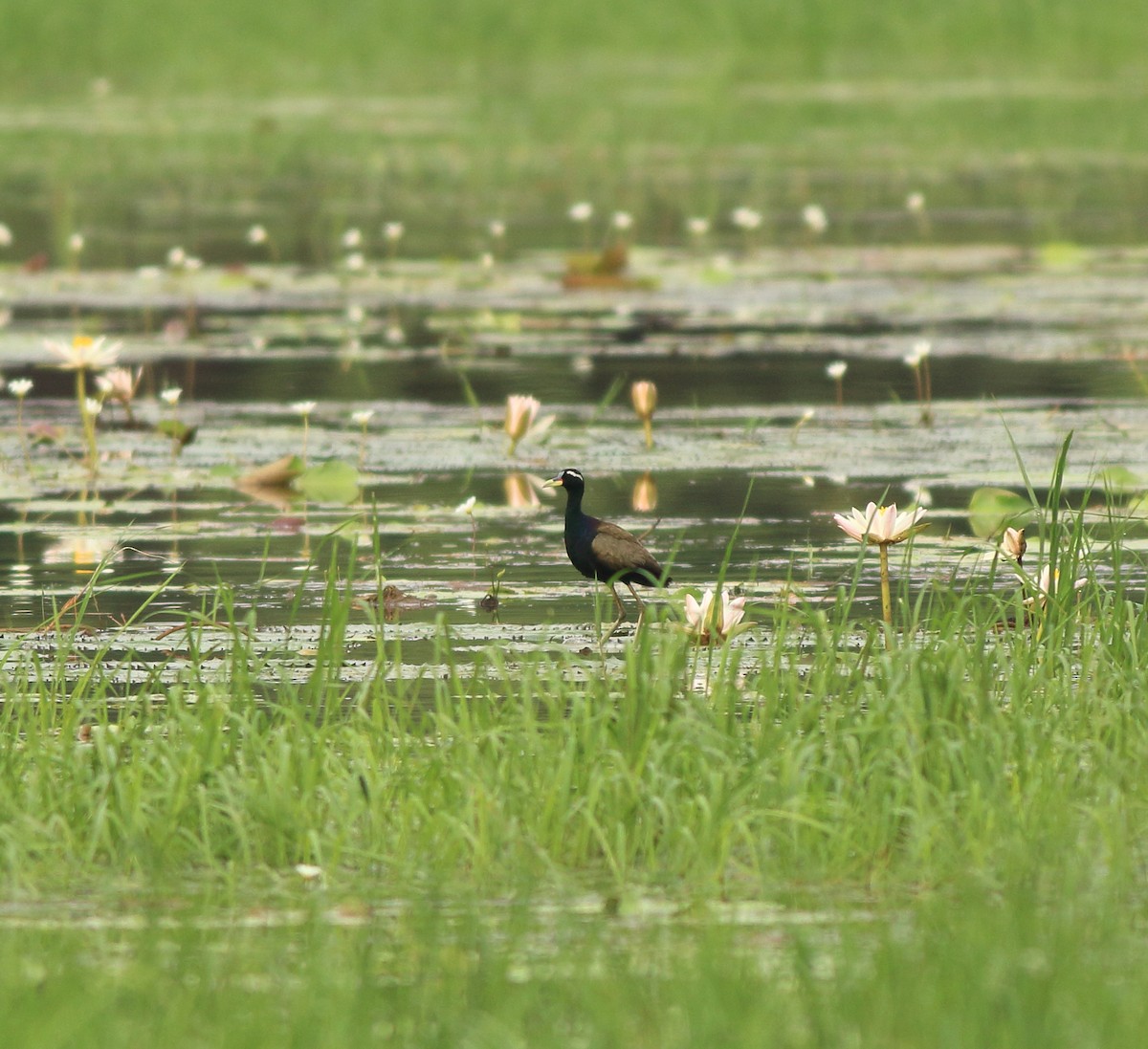 Bronze-winged Jacana - ML643578085