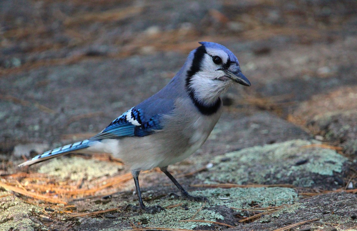 Blue Jay - ML643578103